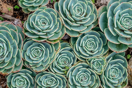 Picture of STONECROP PLANT-ECHEVERIA