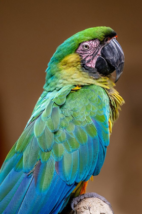 Picture of THE DOMINICAN GREEN-AND-YELLOW MACAW