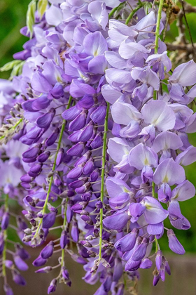 Picture of WISTERIA