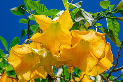 Picture of YELLOW ANGELS TRUMPET