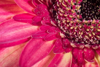 Picture of CLOSE-UP IMAGE OF A RED GERBER DAISY