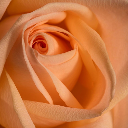 Picture of CLOSE-UP IMAGE OF A ROSE