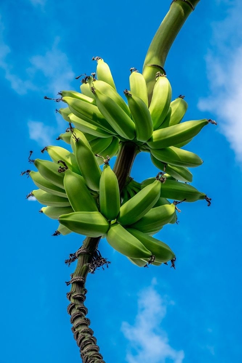 Picture of BUNCH OF BANANAS ON TREE