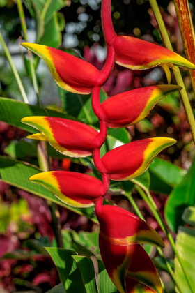 Picture of HELICONIA