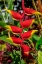 Picture of HELICONIA