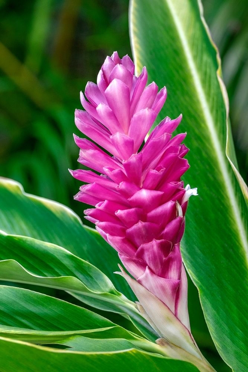 Picture of PINK GINGER PLANT