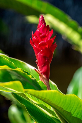 Picture of RED GINGER PLANT