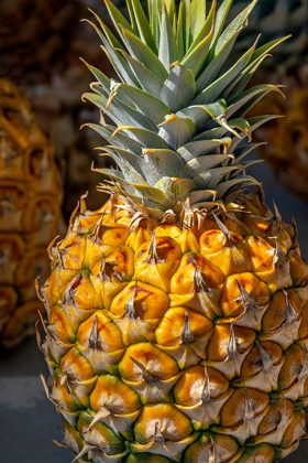 Picture of SUGARLOAF PINEAPPLE