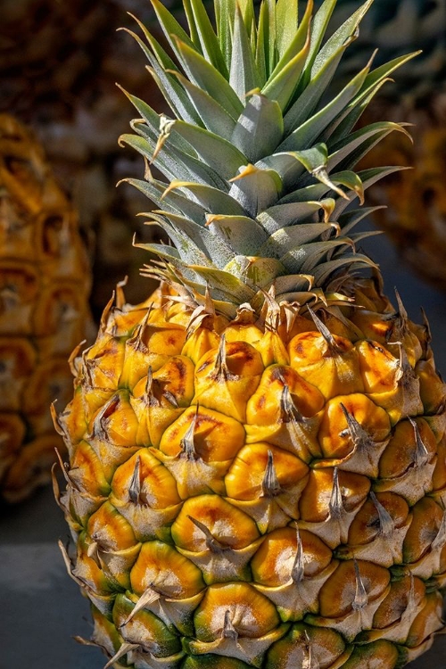 Picture of SUGARLOAF PINEAPPLE