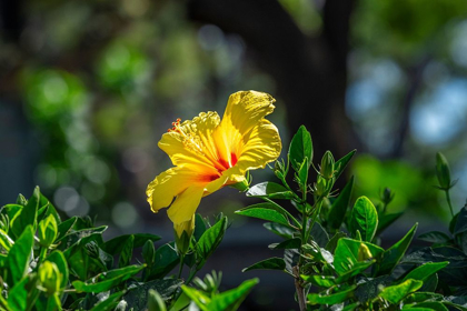 Picture of YELLOW HIBISCUS