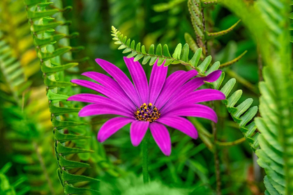 Picture of AFRICAN DAISY