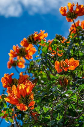 Picture of AFRICAN TULIP TREE