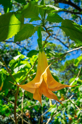 Picture of ANGELS TRUMPET FLOWER