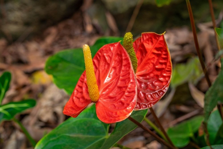 Picture of ANTHURIUM