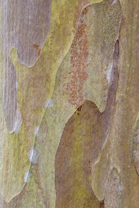 Picture of BARK OF CRAPE MYRTLE TREE