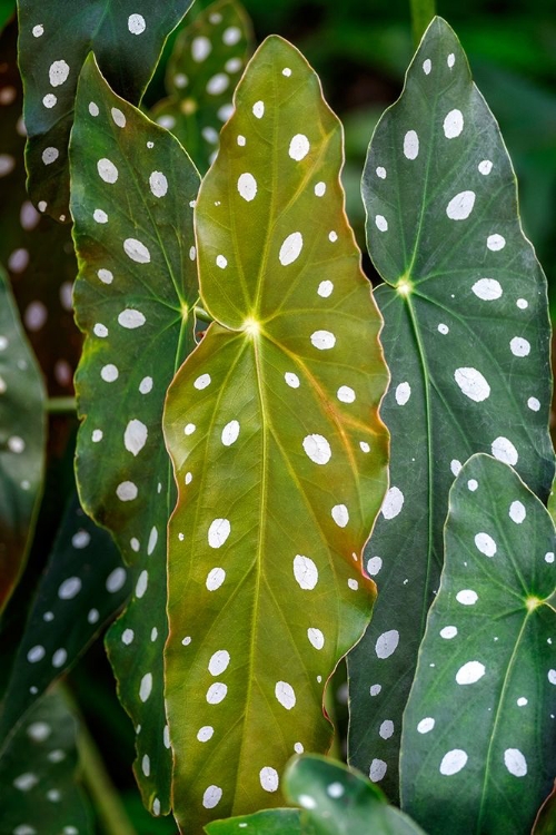 Picture of BEGONIA MACULATA-POLKA DOT BEGONIA