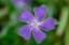 Picture of BIGLEAF PERIWINKLE