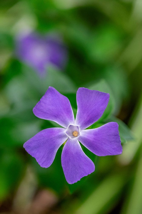 Picture of BIGLEAF PERIWINKLE