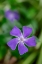 Picture of BIGLEAF PERIWINKLE