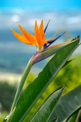 Picture of BIRD OF PARADISE