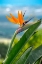 Picture of BIRD OF PARADISE