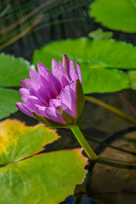 Picture of BLUE CAPE WATER LILY