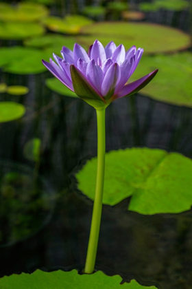 Picture of BLUE CAPE WATER LILY