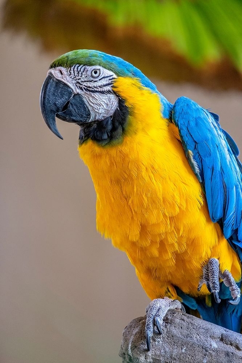 Picture of BLUE-AND-YELLOW MACAW