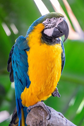 Picture of BLUE-AND-YELLOW MACAW