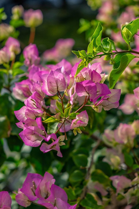 Picture of BOUGAINVILLEA