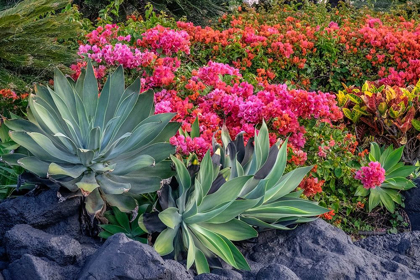 Picture of BOUGAINVILLEA IN TROPICAL GARDEN