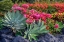 Picture of BOUGAINVILLEA IN TROPICAL GARDEN