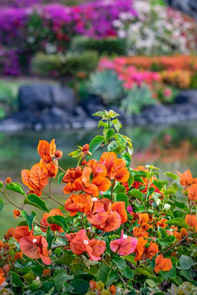 Picture of BOUGAINVILLEA IN TROPICAL GARDEN