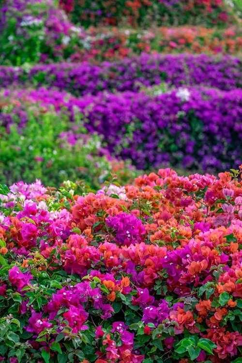 Picture of BOUGAINVILLEA IN TROPICAL GARDEN