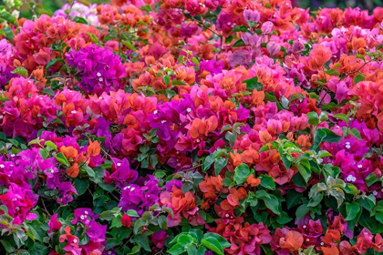 Picture of BOUGAINVILLEA IN TROPICAL GARDEN