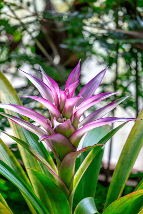 Picture of BROMELIAD