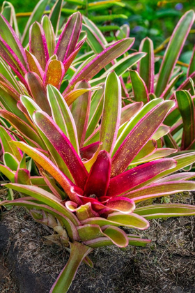 Picture of BROMELIAD