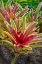 Picture of BROMELIAD