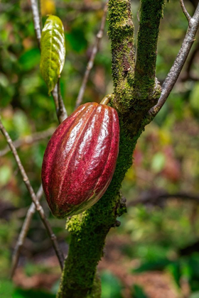 Picture of CACAO FRUIT