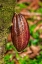 Picture of CACAO FRUIT