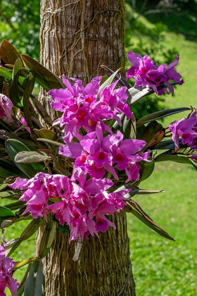 Picture of CATTLEYA ORCHID