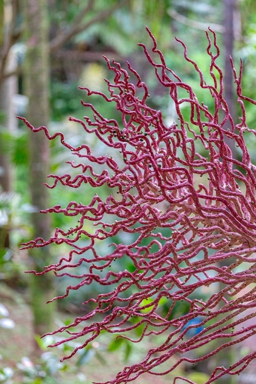 Picture of CORAL-LIKE INFLORESCENCE ON PALM TREE