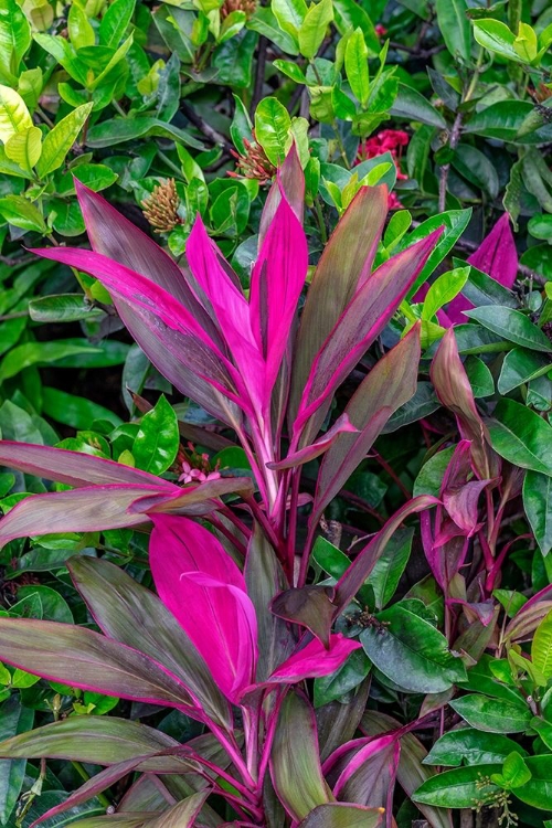 Picture of CORDYLINE FRUTICOSA-TI PLANT