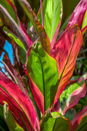 Picture of CORDYLINE FRUTICOSA-TI PLANT