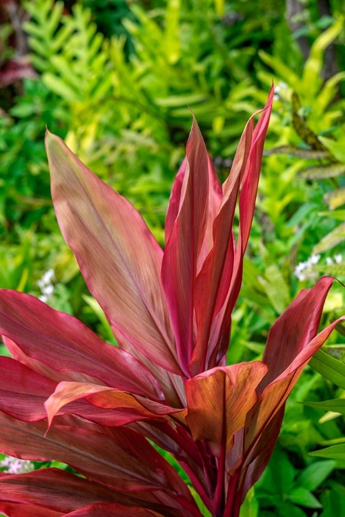 Picture of CORDYLINE FRUTICOSA-TI PLANT