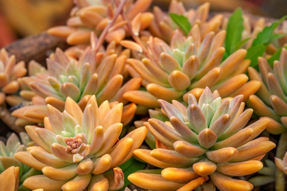 Picture of CRASSULACEAE-SUCCULENT