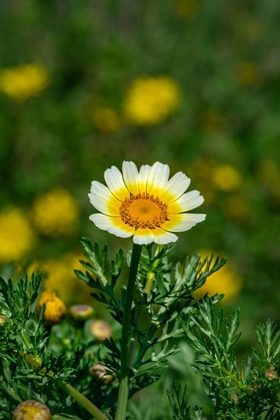 Picture of CROWN DAISY