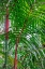 Picture of CYRTOSTACHYS RENDA-PALM TREE