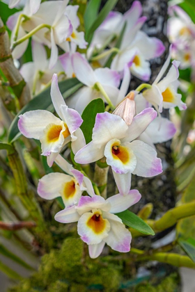 Picture of DENDROBIUM ORCHID