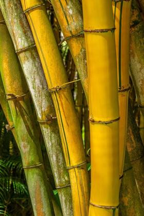 Picture of DETAIL OF GOLDEN BAMBOO